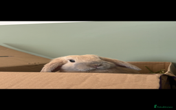Mixed Breed rabbits for sale: Neutered male looking for a bun freind  - Image 4