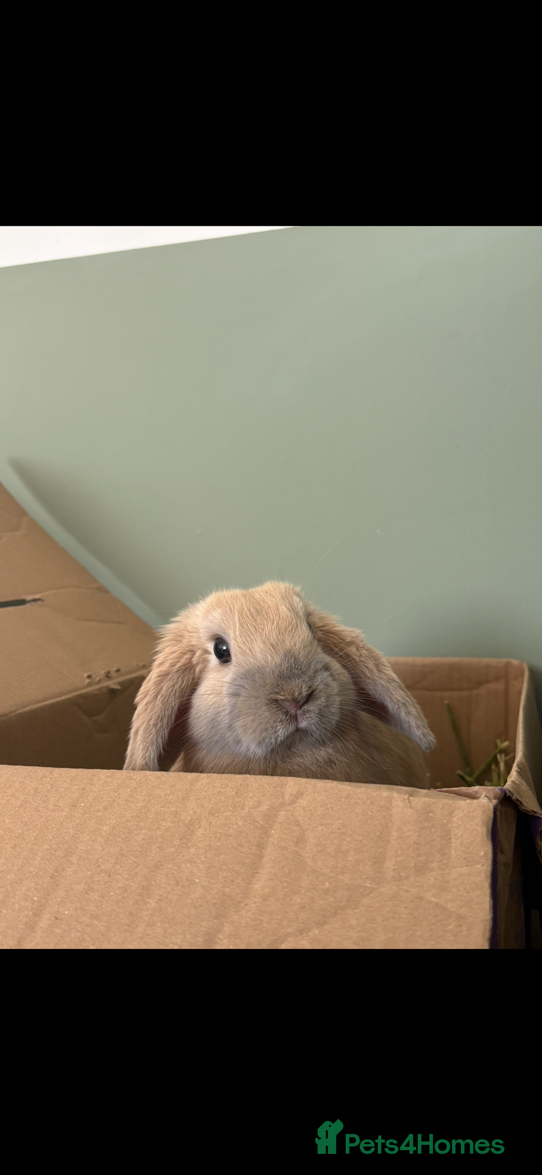 Mixed Breed rabbits for sale: Neutered male looking for a bun freind  - Image 4
