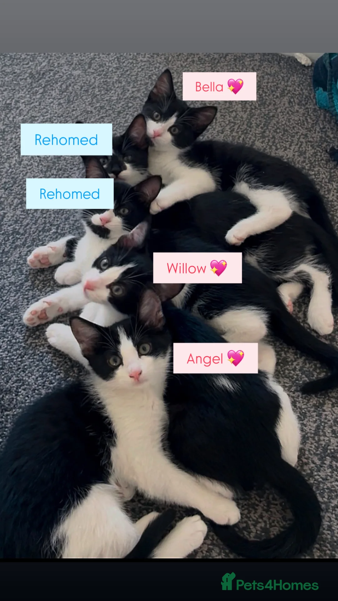 Domestic Shorthair cats for sale: 3 Beautiful Fluffy Female Kittens Black and White. in Liverpool - Advert 1