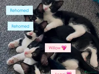 Domestic Shorthair cats 3 Beautiful Fluffy Female Kittens Black and White. - Advert 3