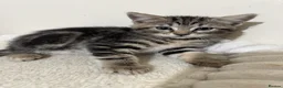 Domestic Shorthair cats for sale: Lovely tabby kittens - Advert 38