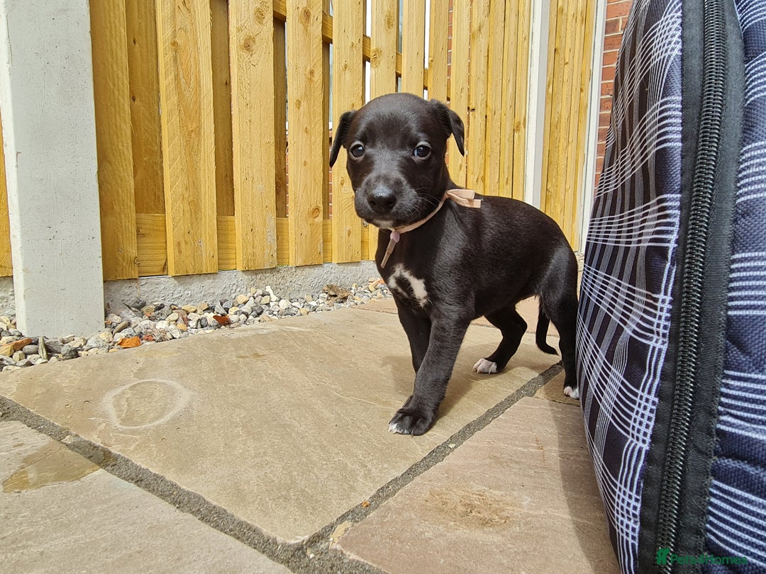 Whippet dogs for sale: Pure bred whippet puppies - Image 2