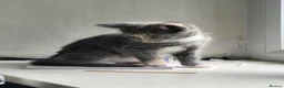 Domestic Shorthair cats for sale: 4 Kittens looking for new forever homes - Advert 3