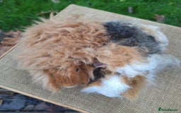 Guinea Pig rodents for sale: 2 super friendly male guinea pigs  - Image 5