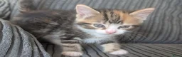 Domestic Shorthair cats for sale: 6 adorable kittens  - Advert 23