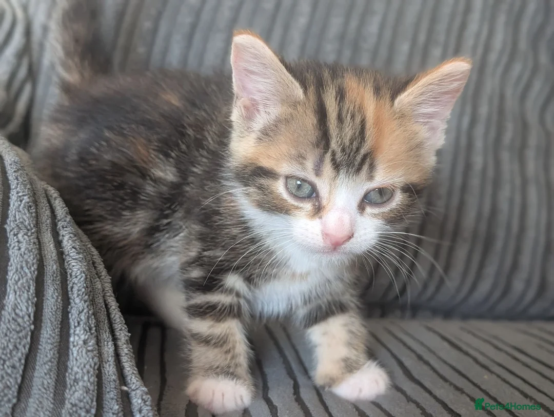 Domestic Shorthair cats for sale: 6 adorable kittens  - Advert 23
