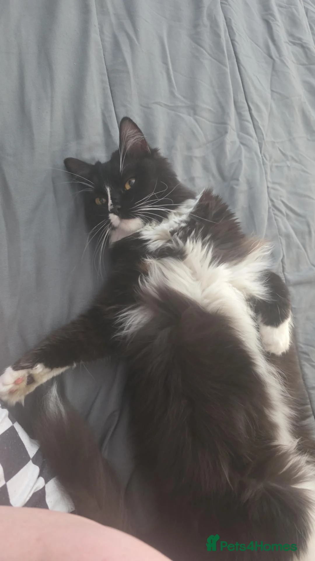 Mixed Breed cats for sale: 1 year old female ragdoll cross  in Sutton-in-Ashfield - Advert 1