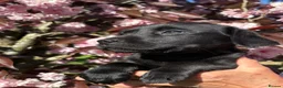 Labrador Retriever dogs for sale: Labrador Retriever Puppies - Advert 2