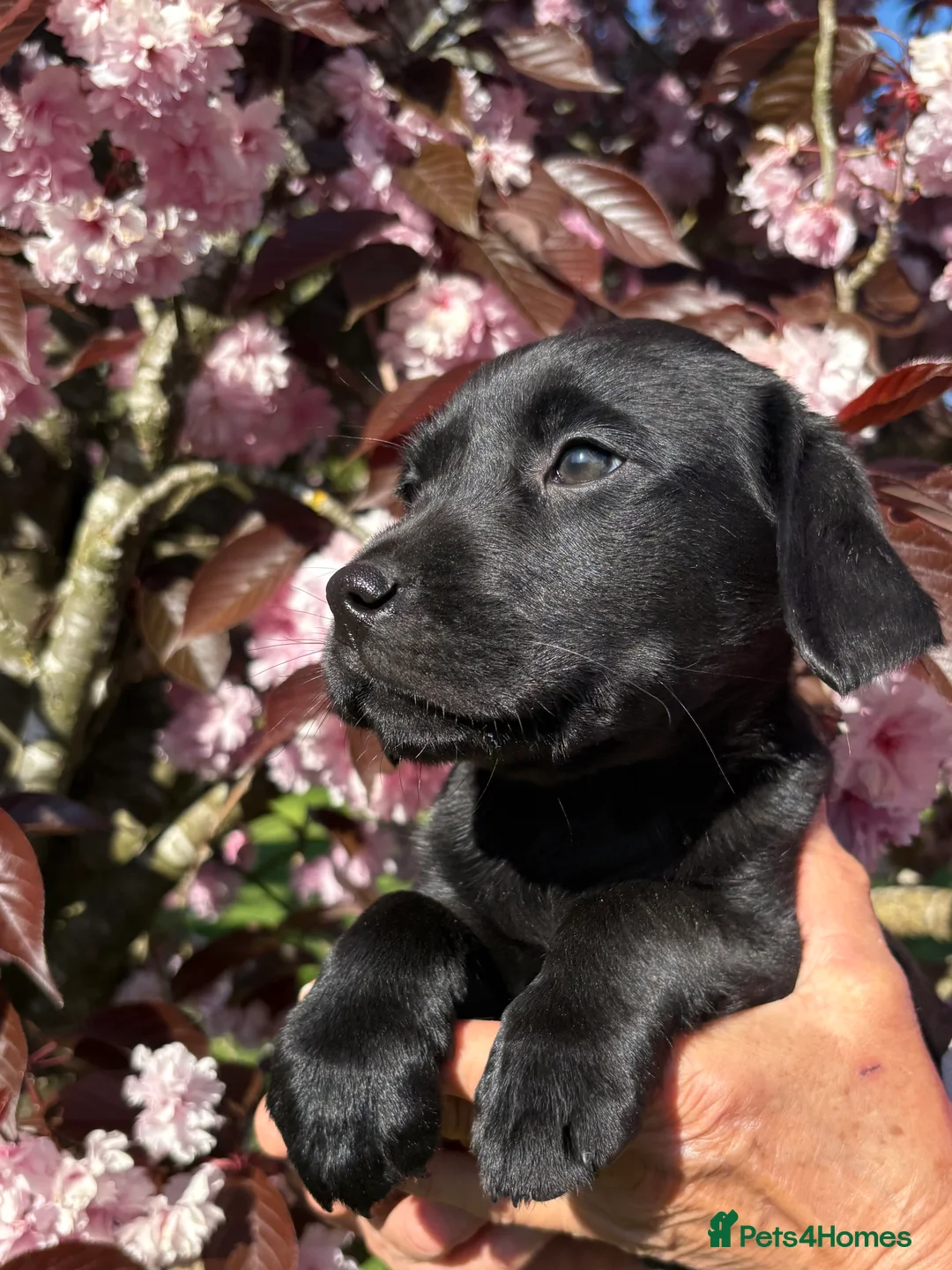 Labrador Retriever dogs for sale: Labrador Retriever Puppies - Advert 2