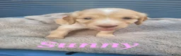 Cocker Spaniel dogs for sale: Beautiful golden working cocker spaniel puppies  - Advert 15