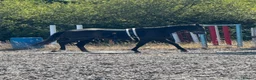 English Thoroughbred horses for sale: Thoroughbred in Southampton - Advert 4