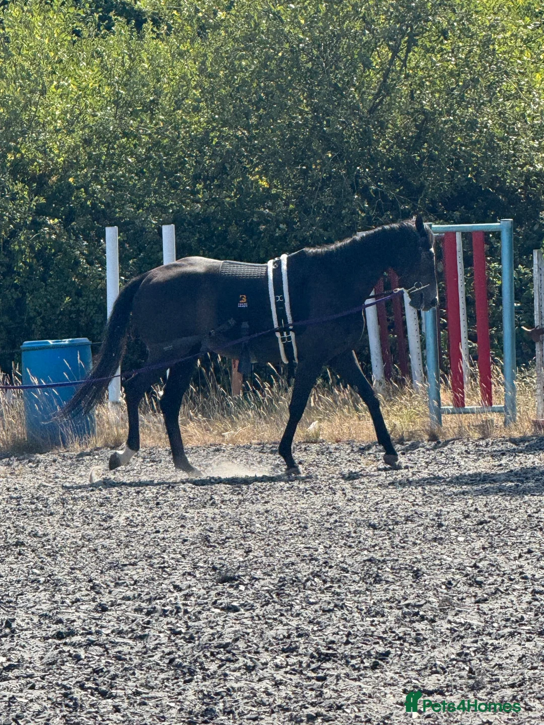 English Thoroughbred horses for sale: Thoroughbred in Southampton - Advert 4