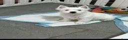 West Highland Terrier dogs for sale: 1 quality kc boy puppy  - Advert 4