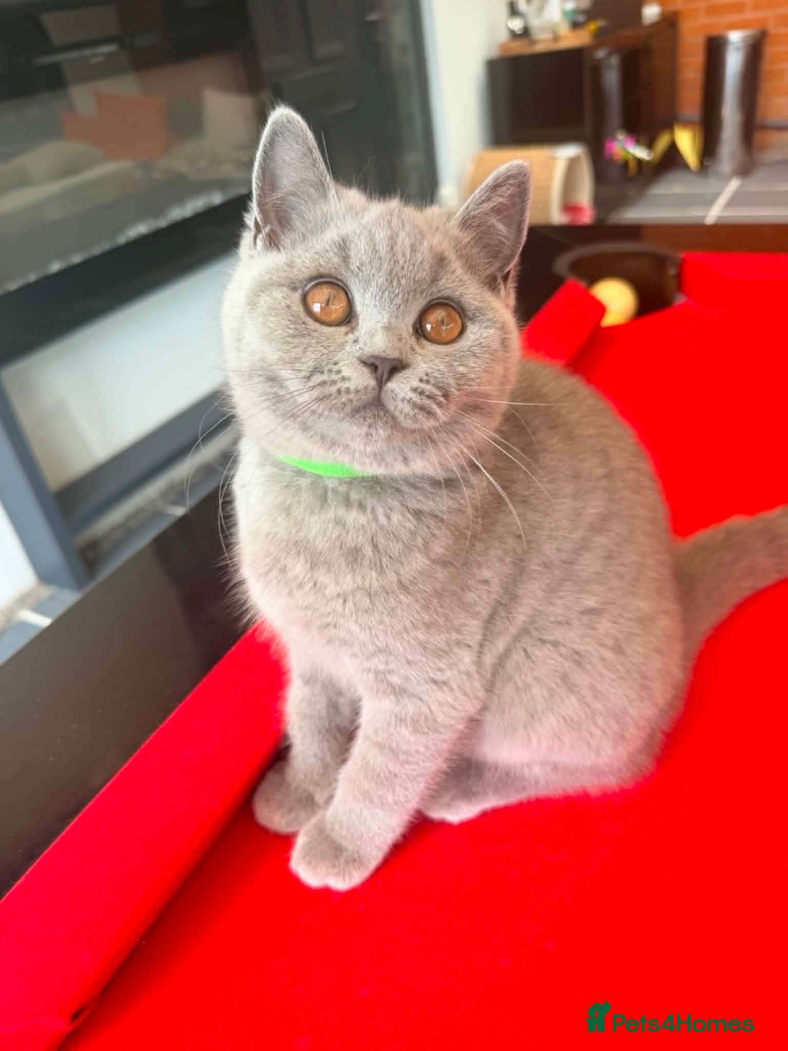 British Shorthair cats READY NOW-ONE FEMALE-GCCF BRITISH SHORTHAIR - Advert 7