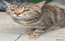 Mixed Breed cats for sale: Adorable mixed breed kittens  - Advert 2