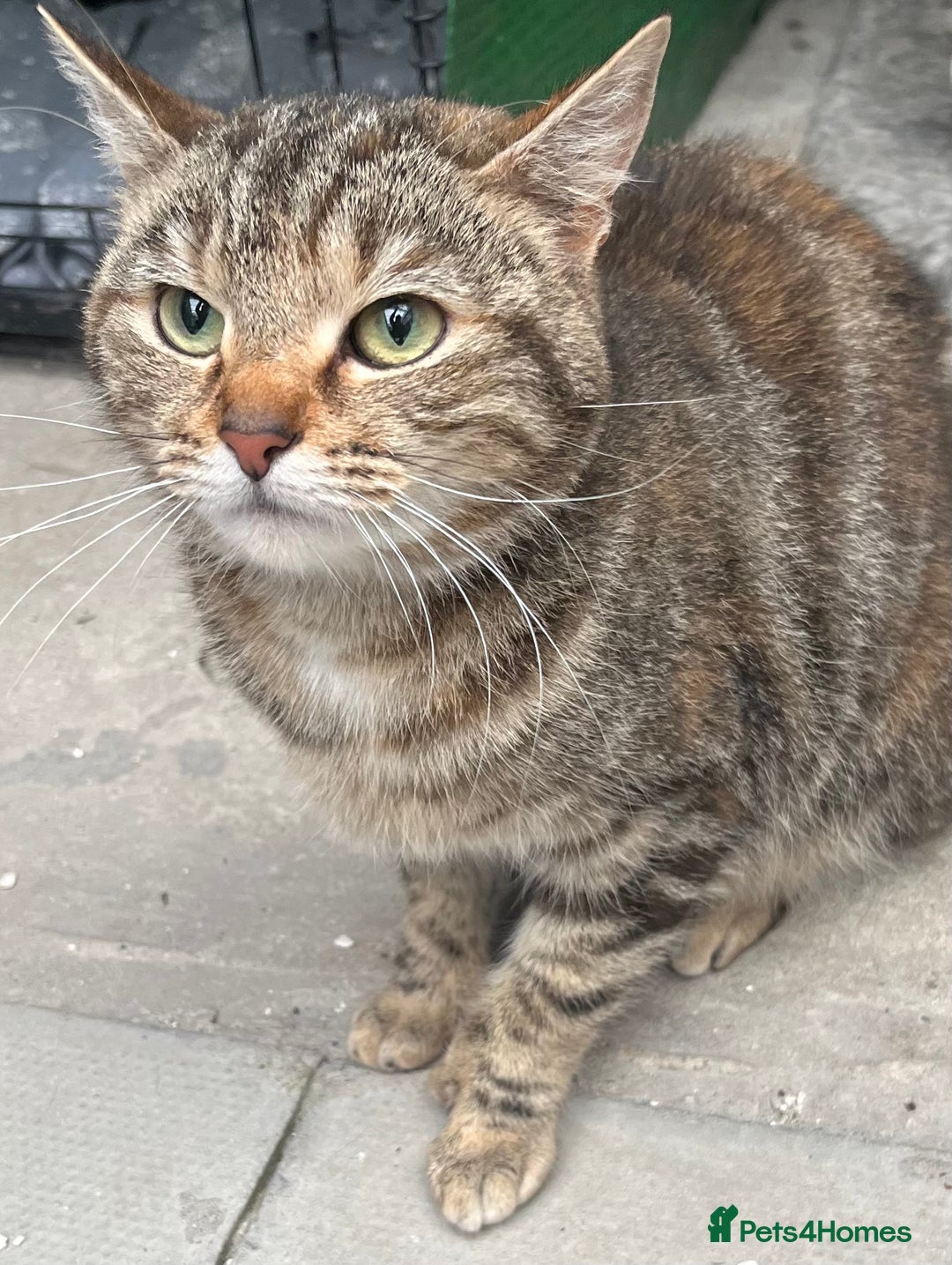 Mixed Breed cats for sale: Adorable mixed breed kittens  - Advert 2