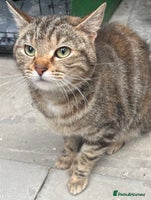 Mixed Breed cats Adorable mixed breed kittens - Advert 3