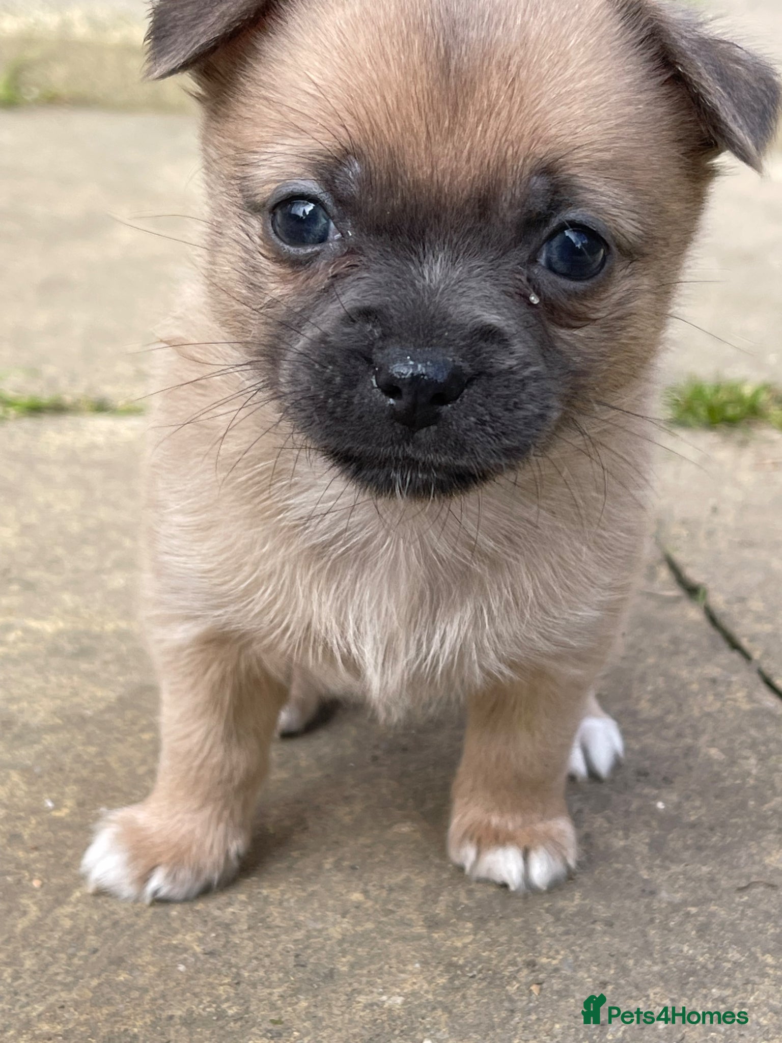 Chihuahua dogs 4 Chihuahua puppy’s for sale  - Advert 14