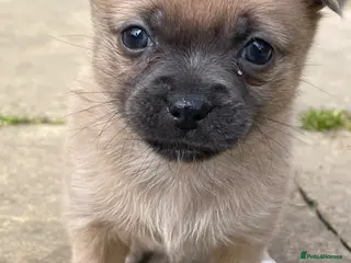 Chihuahua dogs 4 Chihuahua puppy’s for sale - Advert 14