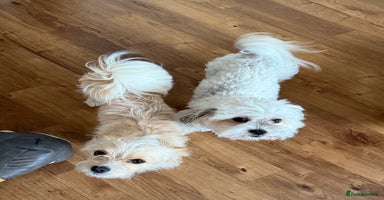 Mixed Breed dogs - Advert 10