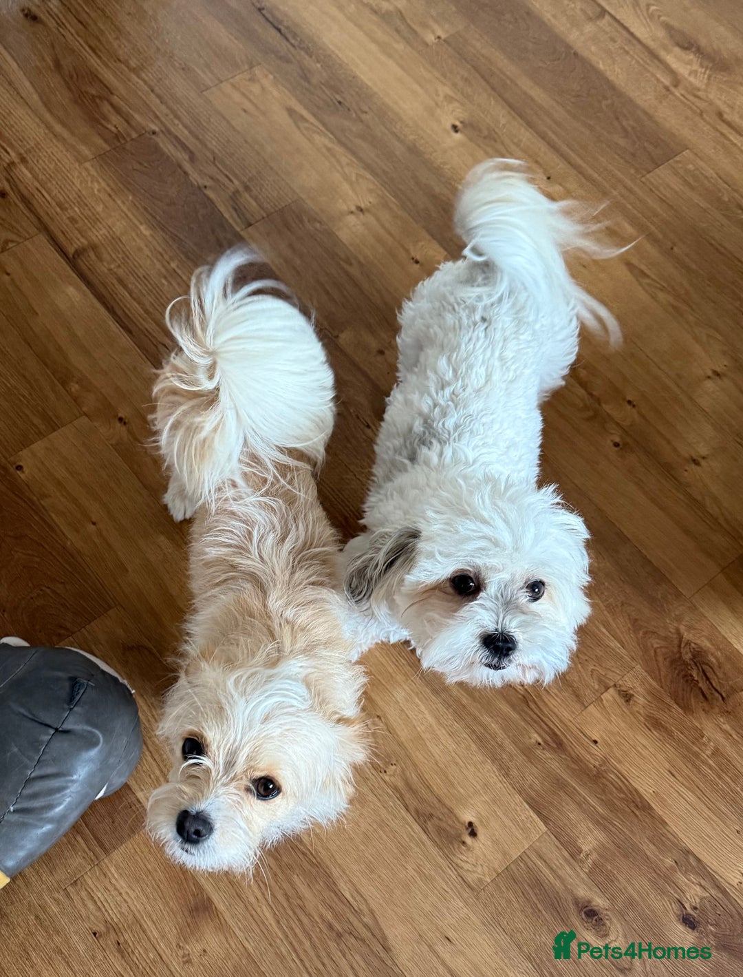 Mixed Breed dogs for sale: 2 year old Bichon Frise / Pomeranian sisters  - Image 2