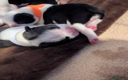 Boston Terrier dogs for sale: KC bostonTerrier puppies  - Image 12