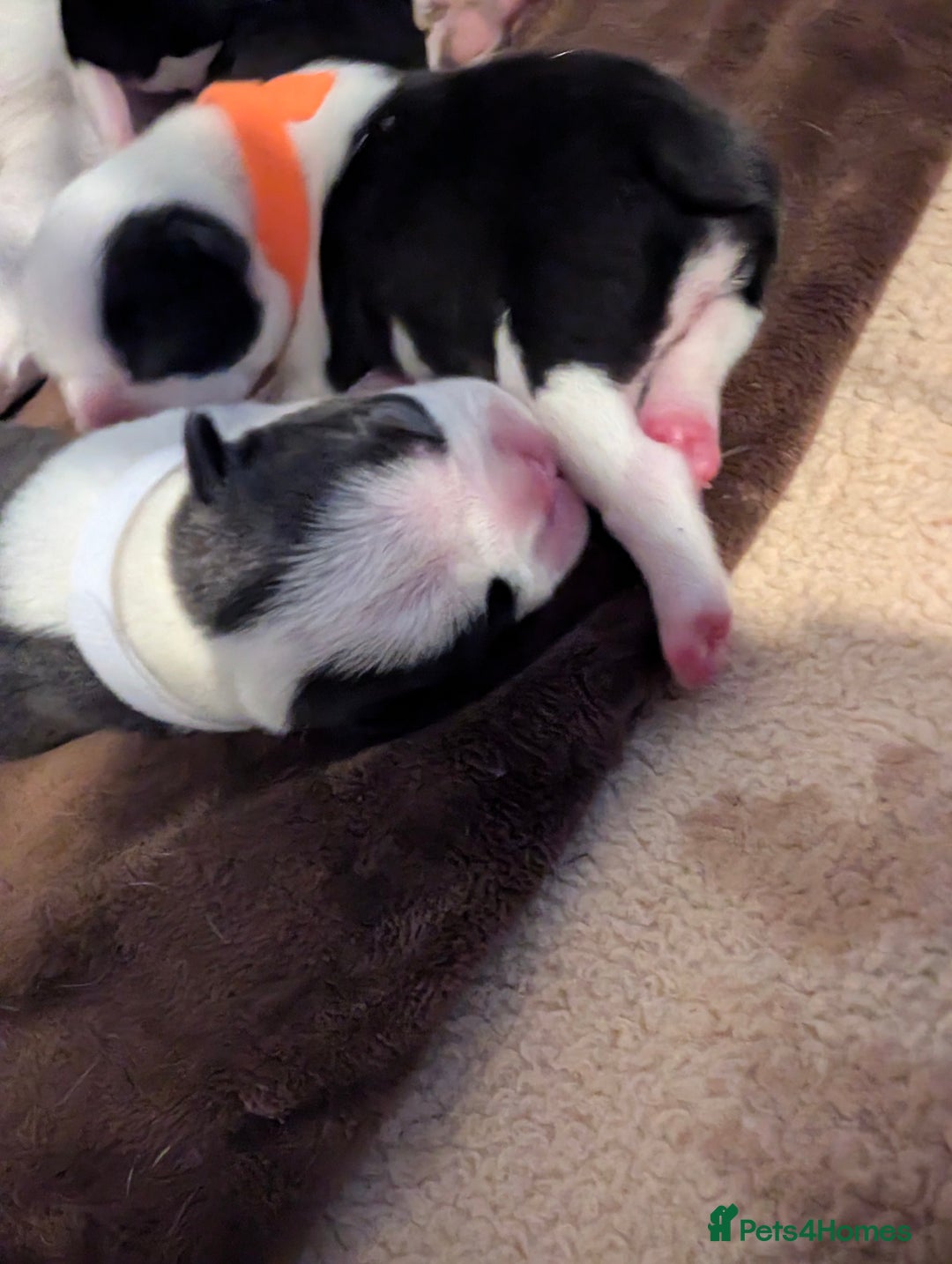 Boston Terrier dogs for sale: KC bostonTerrier puppies  - Image 12