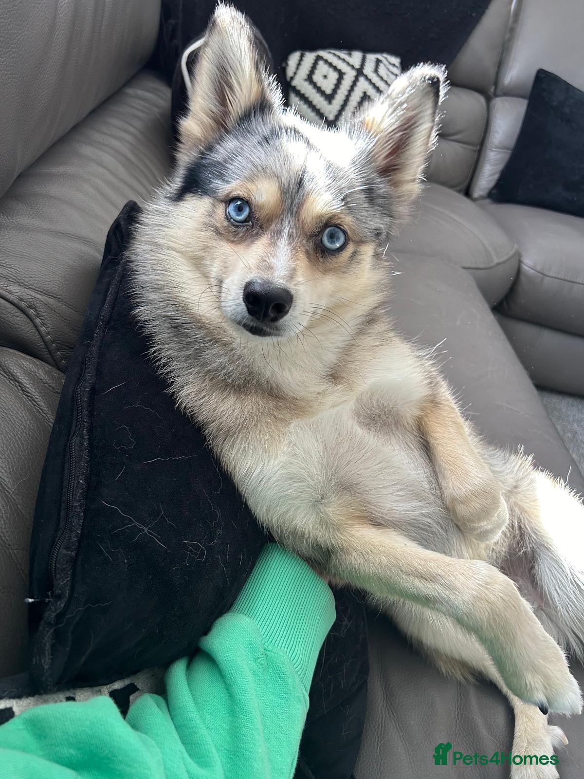 Pomsky dogs Stunning Blue-Eyed Merle Pomsky Stud  - Advert 5