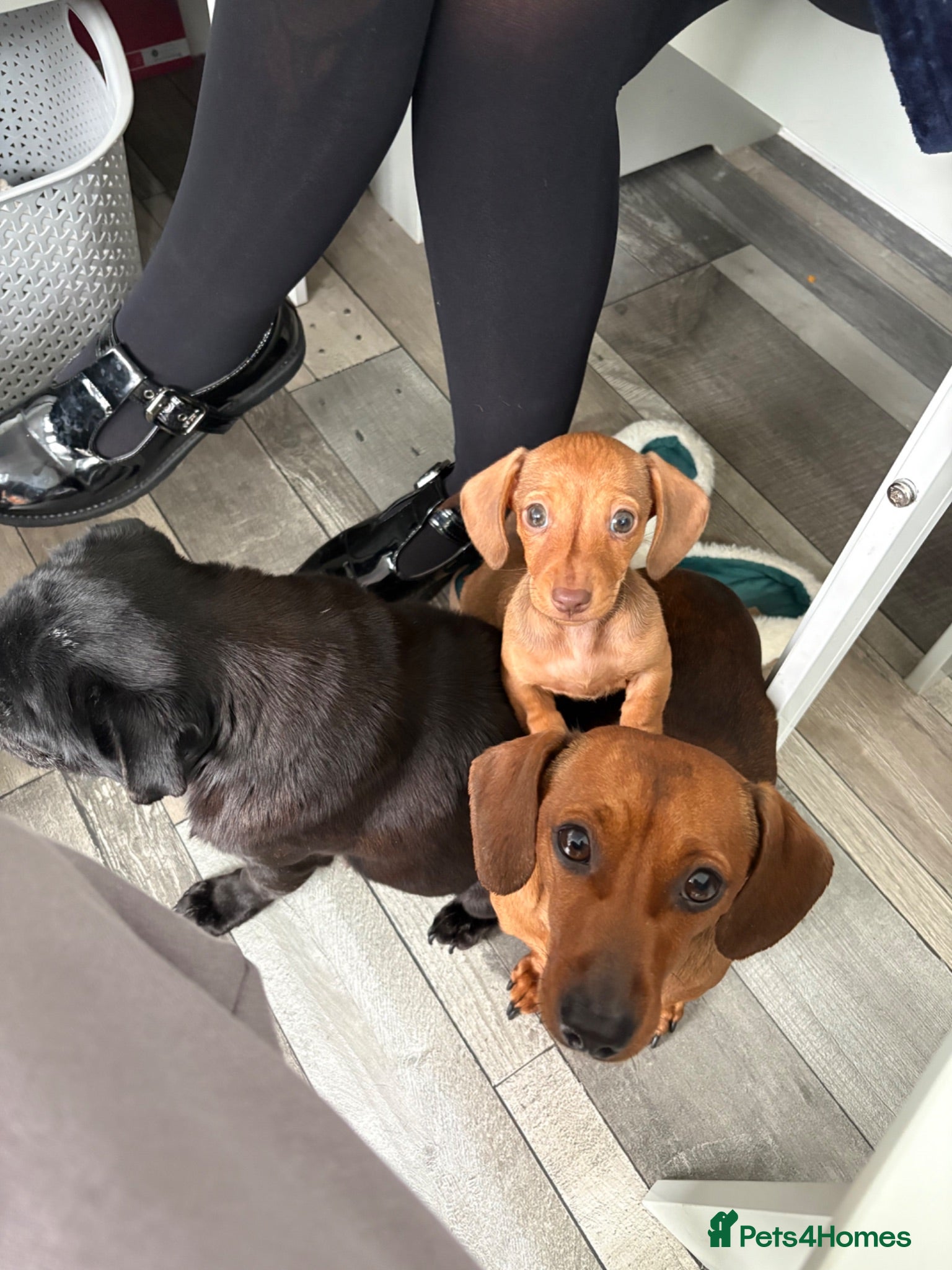 Miniature Dachshund dogs READY NOW mini Daxi  - Advert 2