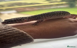 Gecko reptiles for sale: Female gecko for sale  - Image 5