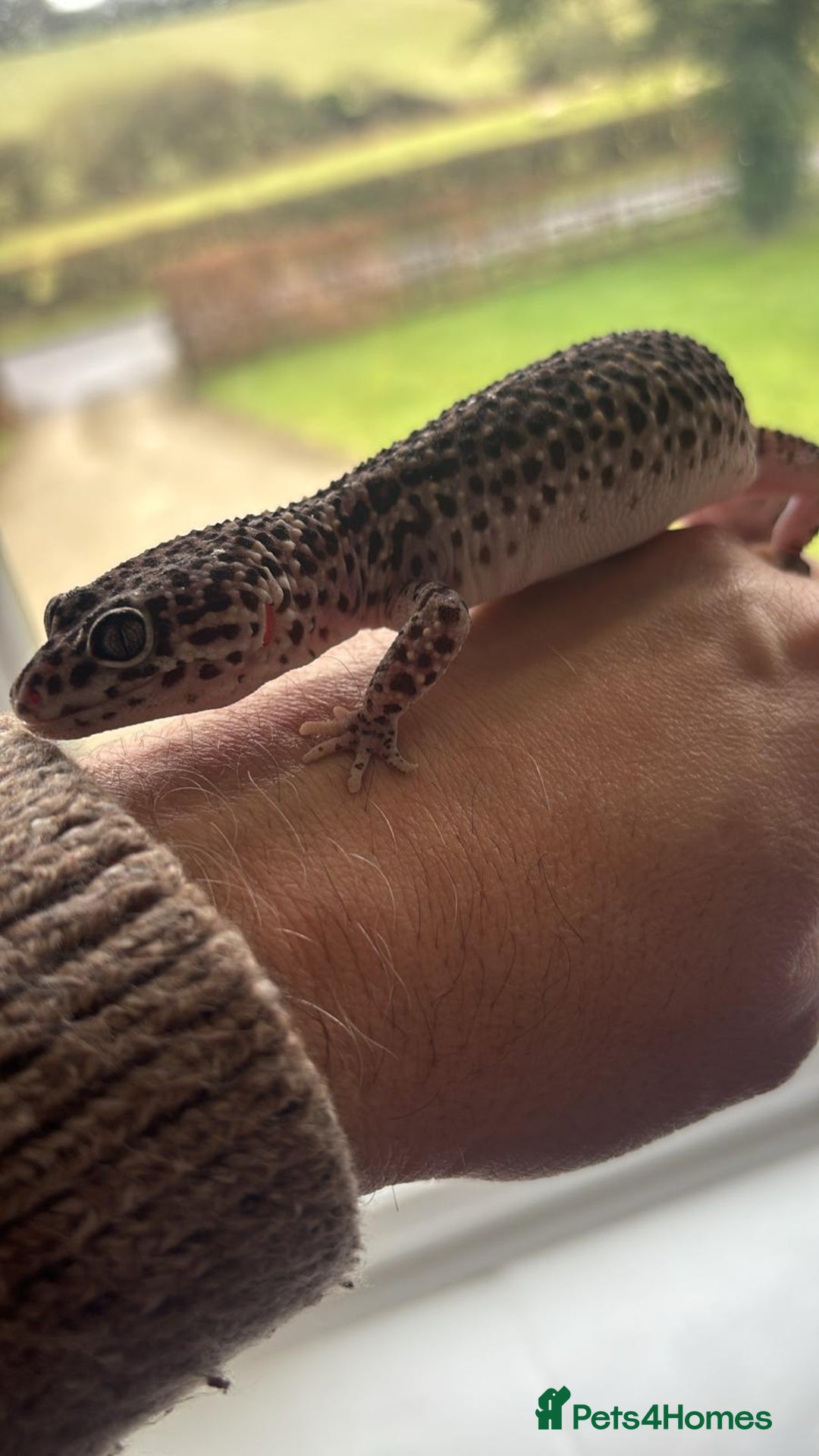 Gecko reptiles for sale: Female gecko for sale  - Image 5
