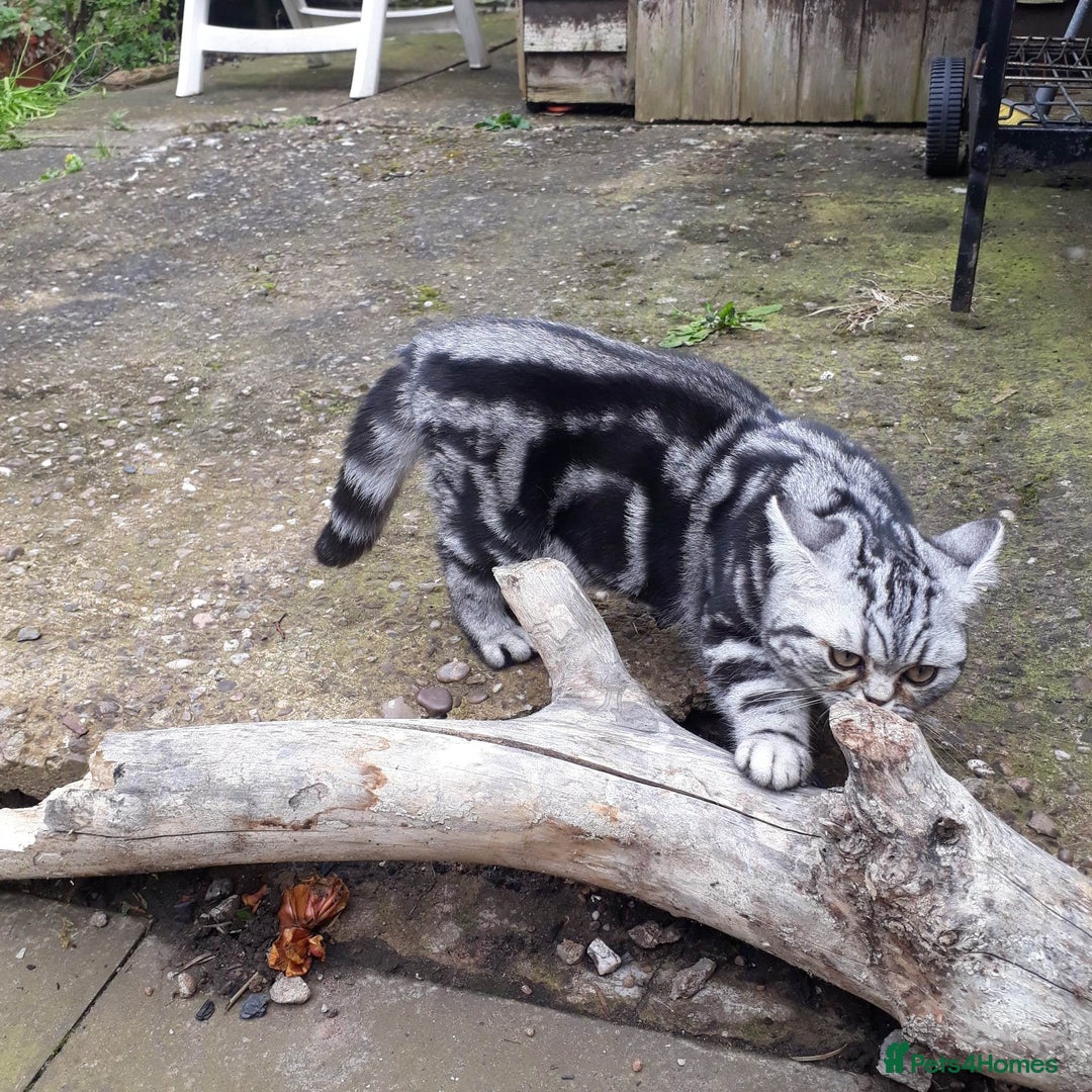 British Shorthair cats for sale: Bsh. Silver classic tabby female.GCCF. - Advert 2