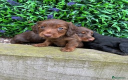 Miniature Dachshund dogs for sale: Long Haired Miniature Dachshund puppies - Image 4