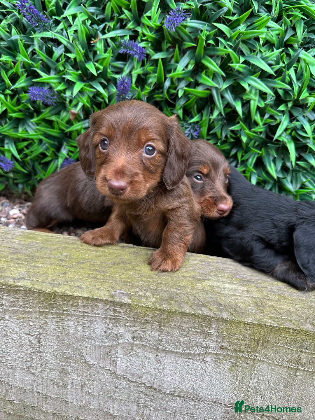 Miniature Dachshund dogs for sale: Long Haired Miniature Dachshund puppies - Image 4