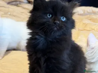 Mixed Breed cats Beautiful litter of kittens - Advert 15