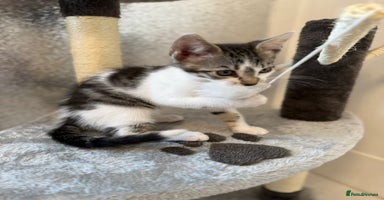 Mixed Breed cats - Advert 11