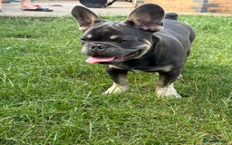 French Bulldog dogs for sale: French Bulldog male looking for his forever home  - Image 6
