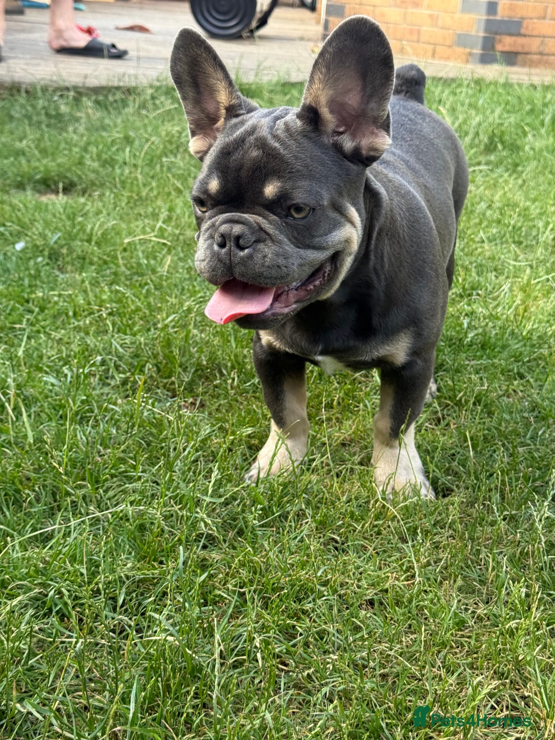 French Bulldog dogs for sale: French Bulldog male looking for his forever home  - Image 6