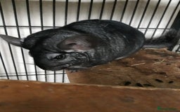 Chinchilla rodents for sale: Chinchilla pair and full set up - Image 7