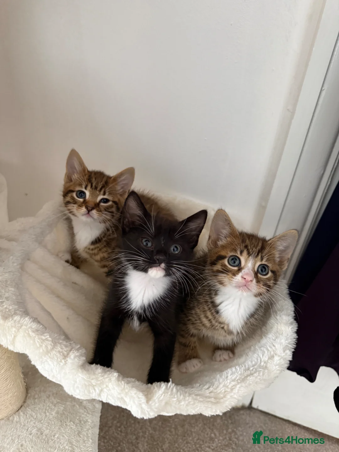 Mixed Breed cats for sale: Black and white tuxedo male kitten in Luton - Advert 2