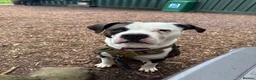 American Bulldog dogs for sale: Juno-American Bulldog - Advert 1