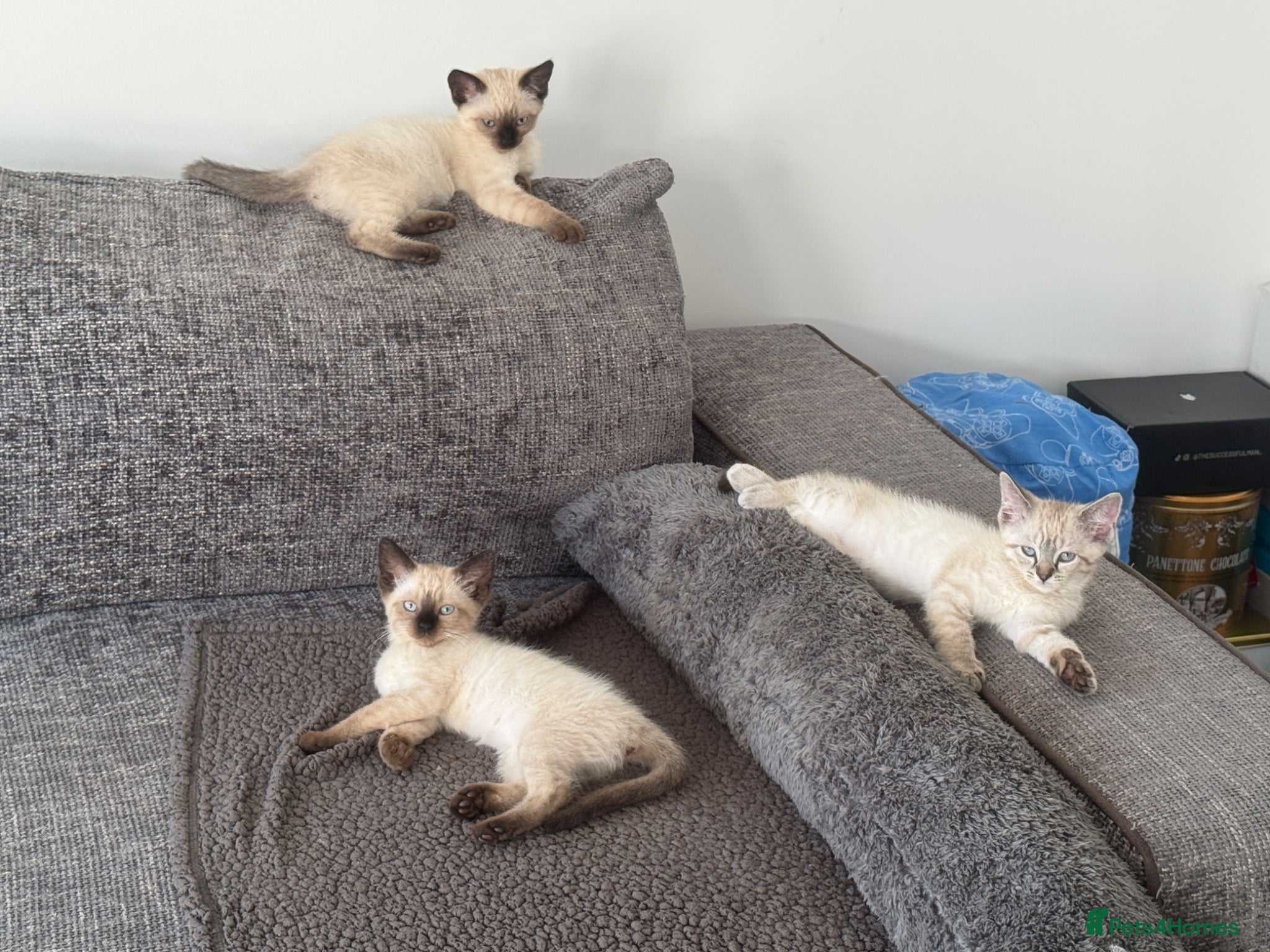 Mixed Breed cats Blue-Eyed Devon Rex x Siamese Kittens – Vaccinated - Advert 1