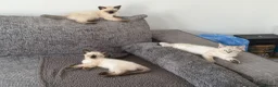 Mixed Breed cats for sale: Blue-Eyed Devon Rex x Siamese Kittens – Vaccinated - Advert 1