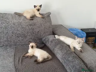 Mixed Breed cats Blue-Eyed Devon Rex x Siamese Kittens – Vaccinated - Advert 3