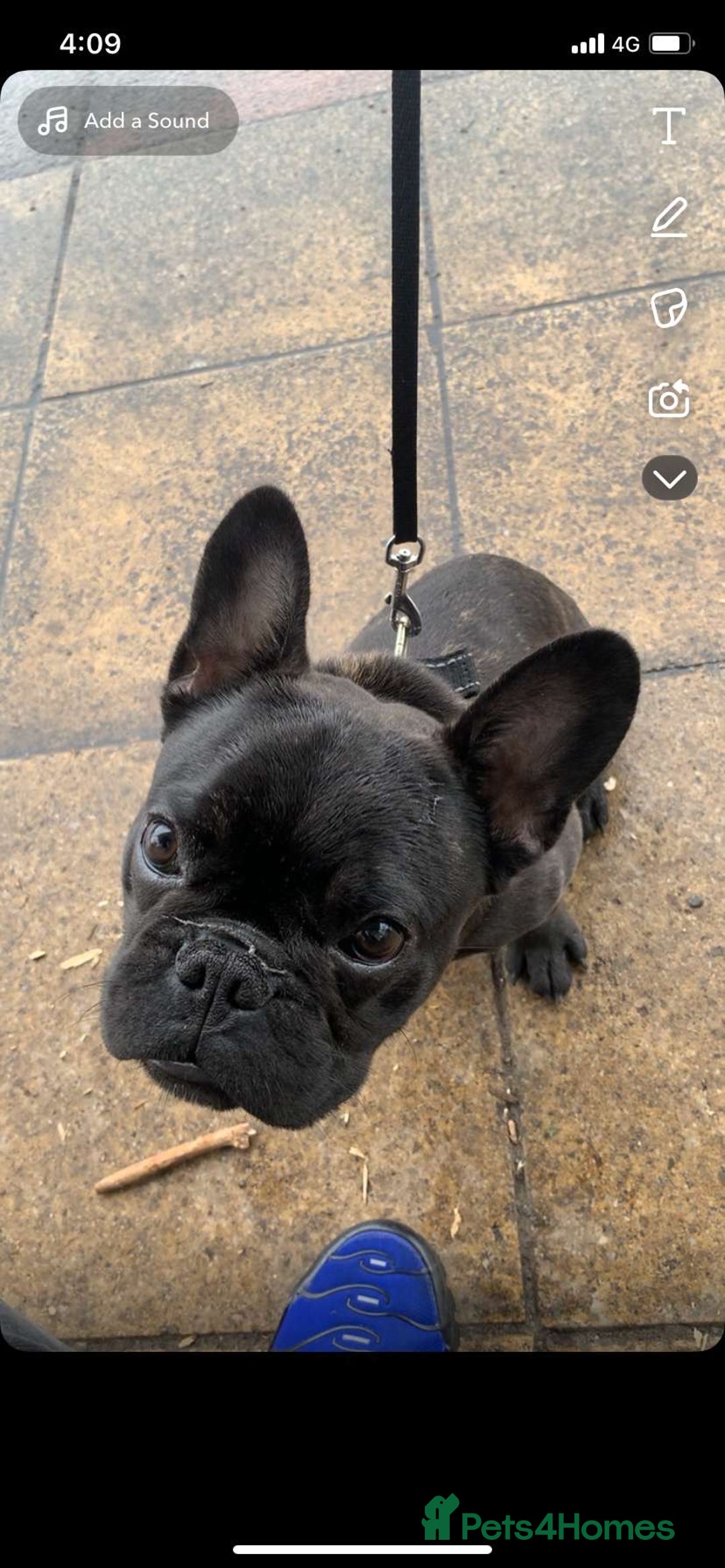 French Bulldog dogs for sale: Loving Frenchie looking for a new home - Image 2