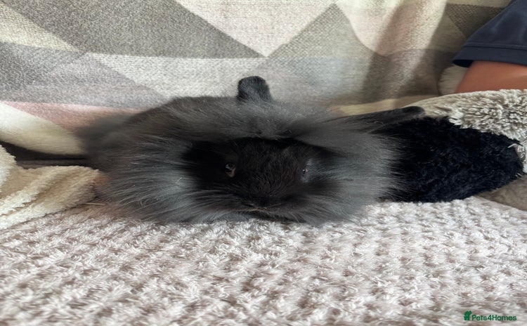 Lionhead rabbits - Advert 1