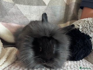 Lionhead rabbits - Advert 12