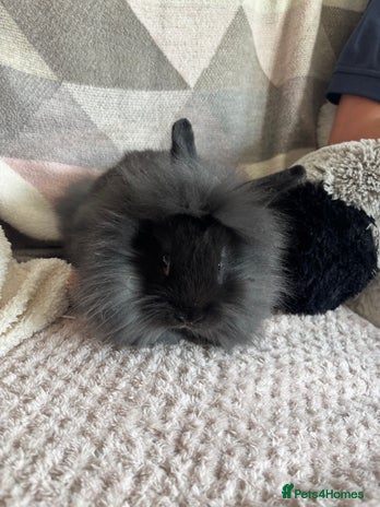 Lionhead rabbits - Advert 1