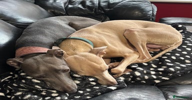 Italian Greyhound dogs - Advert 16