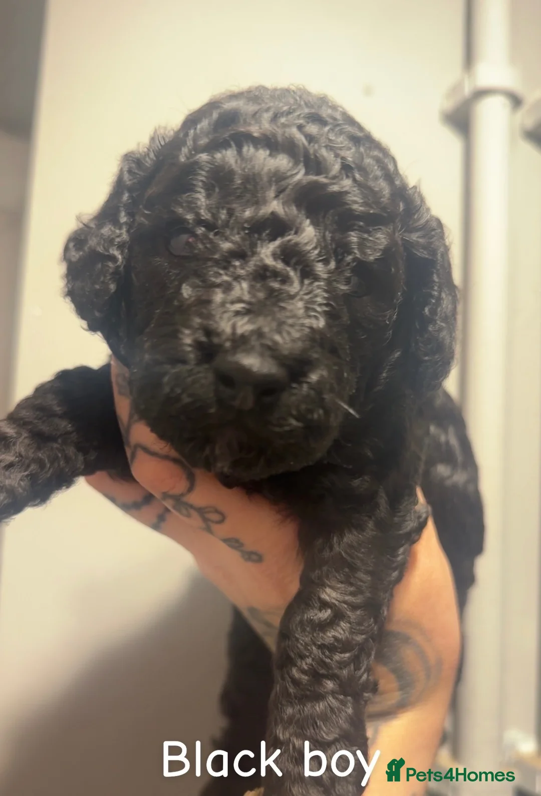 Miniature Poodle dogs for sale: Poodle puppies for sale ready November Last 2 Boys - Advert 2